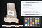 Foto (Objekt + Etikett) von Callitris brongniartii Endl. (NHMW-GEO-2024-0188-6648)
